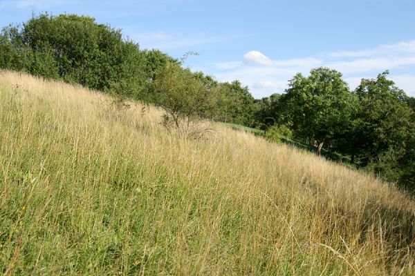 Opočno - step, 20.7.2008
Jihozápadní svah se stepní vegetací na vrchu u vstupu do obory. V pozadí západní okraj třešňovky.
Schlüsselwörter: Opočno Dubina step třešňovka