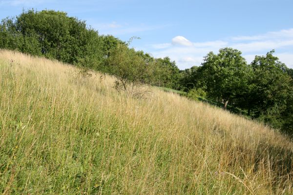 Opočno - step, 20.7.2008
Jihozápadní svah se stepní vegetací na vrchu u vstupu do obory. V pozadí západní okraj třešňovky.
Klíčová slova: Opočno Dubina step třešňovka