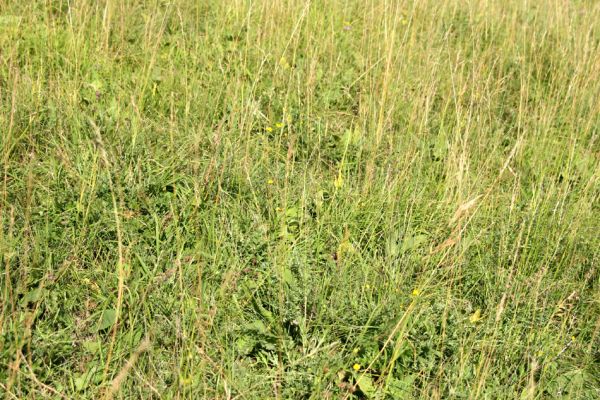 Opočno - step, 20.7.2008
Jihozápadní svah se stepní vegetací na vrchu u vstupu do obory. Detailní pohled.
Klíčová slova: Opočno Dubina step