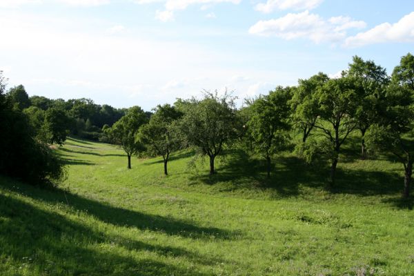 Opočno - třešňovka, 20.7.2008
Dubina. Protáhlý vrch se sadem a stepí u vstupu do obory. Jihozápadní svah. Významný doklad citlivého využívání krajiny našimi předky. Biotop kovaříka Agriotes gallicus.
Klíčová slova: Opočno Dubina step třešňovka Agriotes gallicus