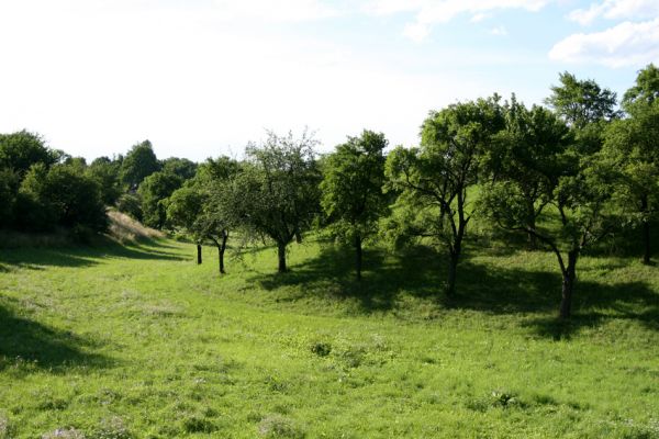 Opočno - třešňovka, 20.7.2008
Dubina. Protáhlý vrch se sadem a stepí u vstupu do obory. Jihozápadní svah. Významný doklad citlivého využívání krajiny našimi předky. Biotop kovaříka Agriotes gallicus.
Klíčová slova: Opočno Dubina step třešňovka Agriotes gallicus