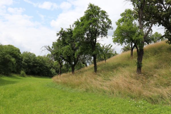 Opočno, 20.7.2021
Dubina. Louka a ovocný sad.
Klíčová slova: Opočno Dubina sad Agriotes gallicus