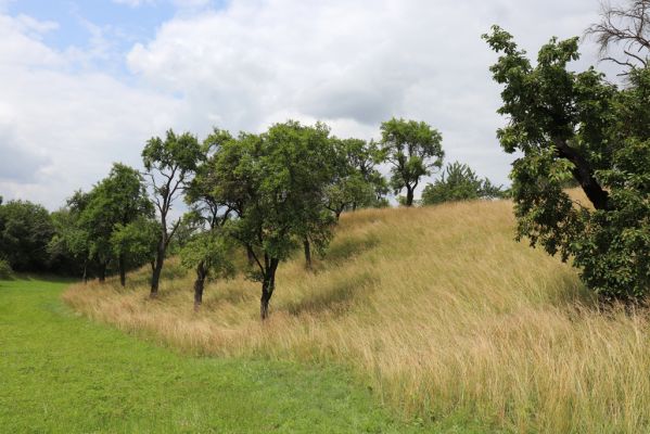 Opočno, 20.7.2021
Dubina. Louka a ovocný sad.
Klíčová slova: Opočno Dubina sad Agriotes gallicus