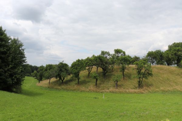 Opočno, 20.7.2021
Dubina. Louka a ovocný sad.
Klíčová slova: Opočno Dubina sad Agriotes gallicus