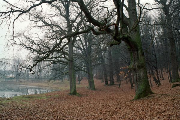 Opočno, 26.3.2005
Opočno - obora. Okraj lesa u rybníka. 
Klíčová slova: Opočno obora Lucanus cervus