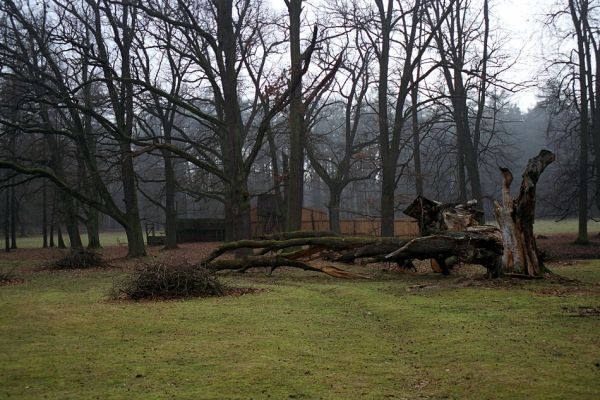 Opočno, 26.3.2005
Obora v Opočně - náhorní plošina . Dochované fragmenty listnatého lesa hostí páchníka hnědého, roháče obecného a mnoho vzácných druhů kovaříků.
Klíčová slova: Opočno obora Lucanus cervus Osmoderma eremita Ampedus cardinalis brunnicornis Hypoganus inunctus