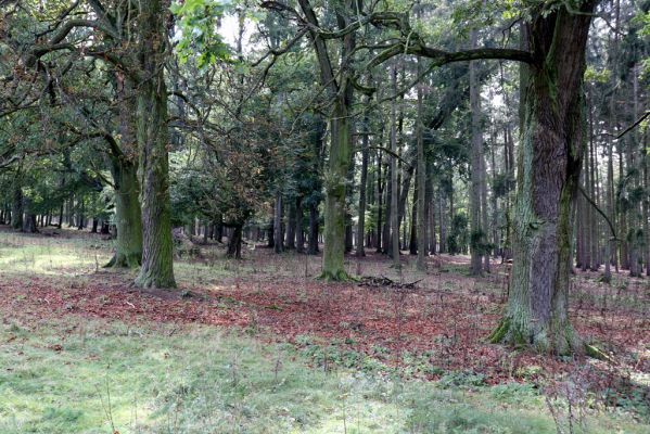 Opočno, 2.10.2020
Obora Opočno, severní část.
Klíčová slova: Opočno obora