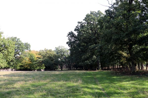 Opočno, 2.10.2020
Obora Opočno, severní část.
Klíčová slova: Opočno obora