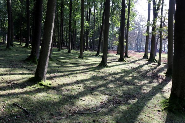 Opočno, 2.10.2020
Obora Opočno, severní část.
Klíčová slova: Opočno obora