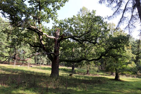 Opočno, 2.10.2020
Obora Opočno, severní část.
Klíčová slova: Opočno obora