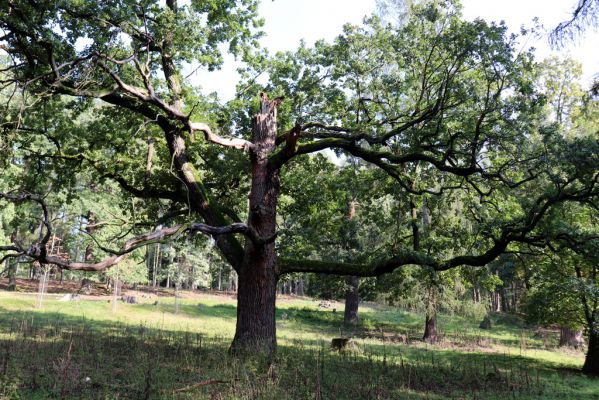 Opočno, 2.10.2020
Obora Opočno, severní část.
Klíčová slova: Opočno obora