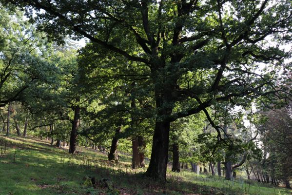 Opočno, 2.10.2020
Obora Opočno, severní část.
Schlüsselwörter: Opočno obora