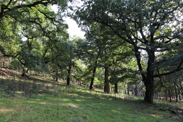Opočno, 2.10.2020
Obora Opočno, severní část.
Klíčová slova: Opočno obora