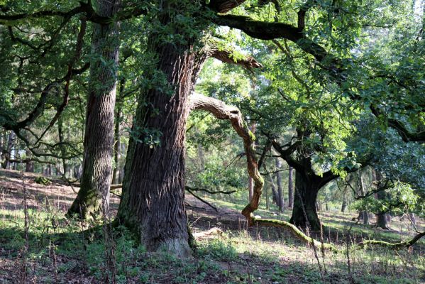 Opočno, 2.10.2020
Obora Opočno, severní část.
Klíčová slova: Opočno obora