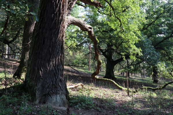 Opočno, 2.10.2020
Obora Opočno, severní část.
Klíčová slova: Opočno obora