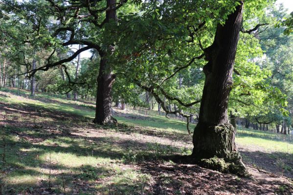 Opočno, 2.10.2020
Obora Opočno, severní část.
Klíčová slova: Opočno obora