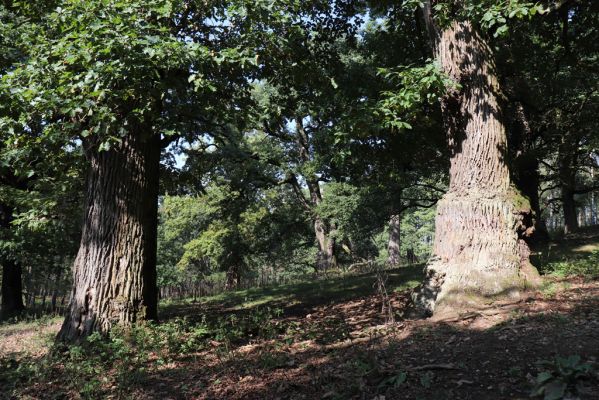 Opočno, 2.10.2020
Obora Opočno, severní část.
Klíčová slova: Opočno obora