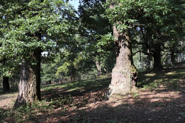 Opočno, 2.10.2020
Obora Opočno, severní část.
Klíčová slova: Opočno obora