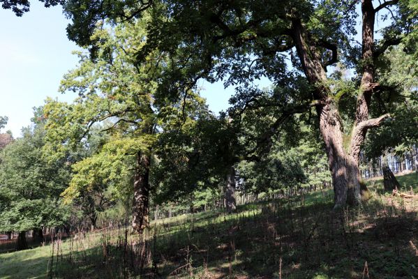Opočno, 2.10.2020
Obora Opočno, severní část.
Klíčová slova: Opočno obora