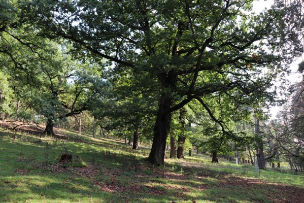 Opočno, 2.10.2020
Obora Opočno, severní část.
Klíčová slova: Opočno obora