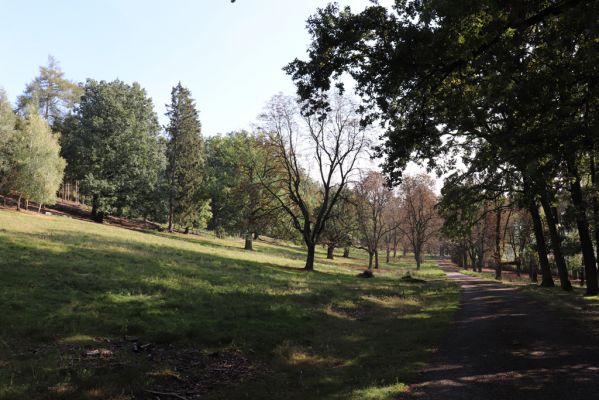 Opočno, 2.10.2020
Obora Opočno, severní část.
Klíčová slova: Opočno obora