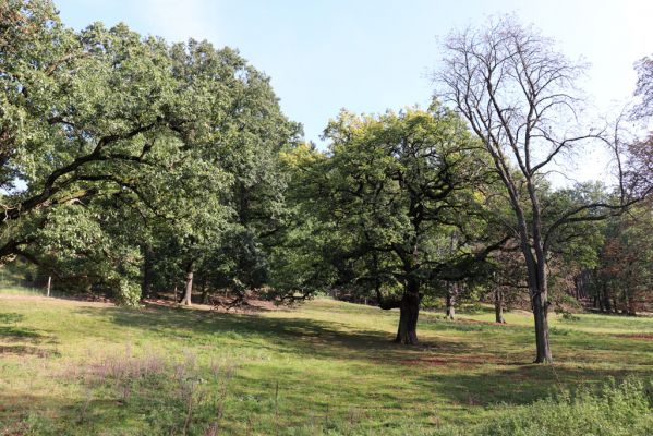 Opočno, 2.10.2020
Obora Opočno, severní část.
Klíčová slova: Opočno obora