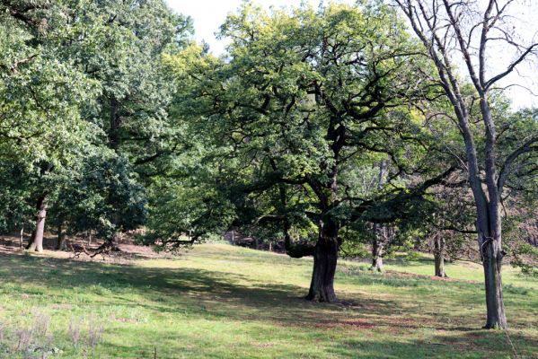 Opočno, 2.10.2020
Obora Opočno, jižní část.
Klíčová slova: Opočno obora
