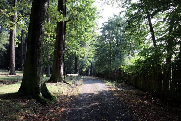 Opočno, 2.10.2020
Obora Opočno, jižní část.
Klíčová slova: Opočno obora