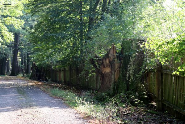 Opočno, 2.10.2020
Obora Opočno, jižní část.
Klíčová slova: Opočno obora