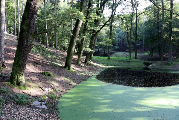 Opočno, 2.10.2020
Obora Opočno, jižní část.
Klíčová slova: Opočno obora