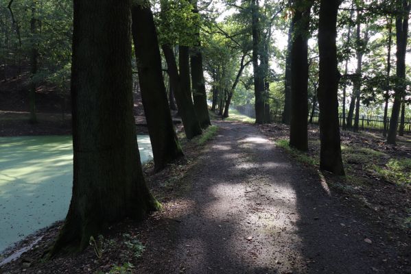 Opočno, 2.10.2020
Obora Opočno, jižní část.
Klíčová slova: Opočno obora