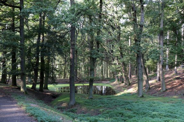 Opočno, 2.10.2020
Obora Opočno, jižní část.
Klíčová slova: Opočno obora