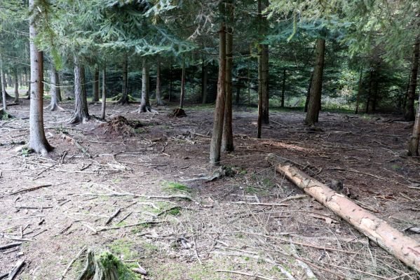 Opočno, 2.10.2020
Obora Opočno, jižní část.
Klíčová slova: Opočno obora