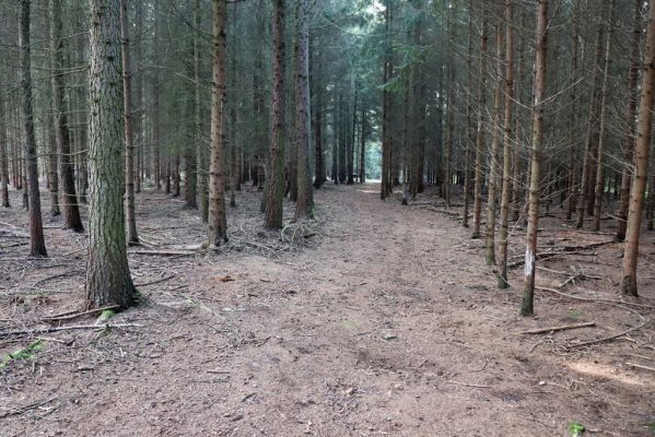 Opočno, 2.10.2020
Obora Opočno - jižní část.
Klíčová slova: Opočno obora