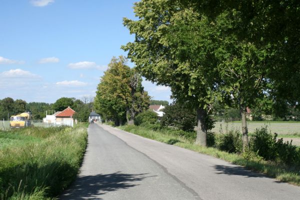 Opočno, 30.8.2007
Lipová alej Podzámčí - Vodětín. 
Schlüsselwörter: Opočno Vodětín Podzámčí Osmoderma barnabita