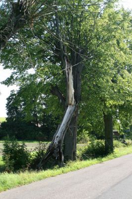 Opočno, 30.8.2007
Lipová alej Podzámčí - Vodětín.  Dutá odlomená větev lípy osídlená páchníky hnědými a kovaříky Ampedus nigroflavus a Elater ferrugineus.
Schlüsselwörter: Opočno Vodětín Podzámčí Osmoderma barnabita Ampedus nigroflavus Elater ferrugineus