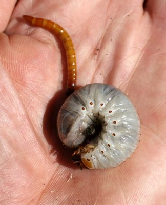 Opočno, 30.8.2007
Lipová alej Podzámčí - Vodětín.  Larva páchníka hnědého a kovaříka Elater ferrugineus
Keywords: Opočno Vodětín Podzámčí Osmoderma barnabita Elater ferrugineus