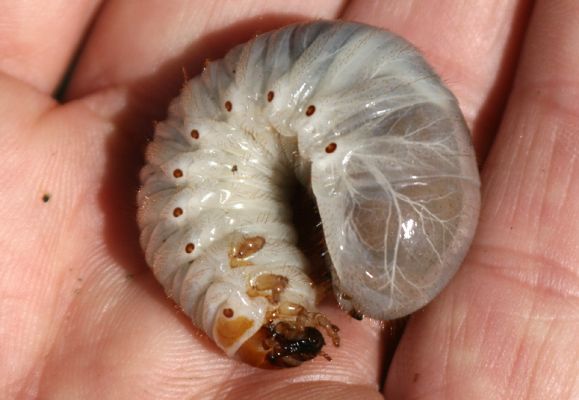 Opočno, 30.8.2007
Lipová alej Podzámčí - Vodětín. Larva Páchníka hnědého.
Keywords: Opočno Vodětín Podzámčí Osmoderma barnabita