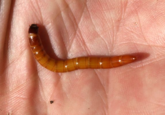 Opočno, 30.8.2007
Lipová alej Podzámčí - Vodětín. Larva kovaříka Elater ferrugineus
Mots-clés: Opočno Vodětín Podzámčí Elater ferrugineus