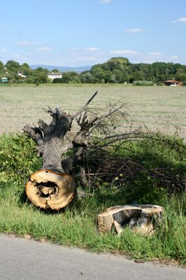 Opočno, 30.8.2007
Lipová alej Podzámčí - Vodětín. Pohled na Opočno. 
Mots-clés: Opočno Vodětín Podzámčí Osmoderma barnabita