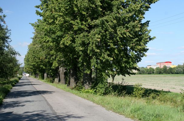 Opočno, 30.8.2007
Lipová alej Podzámčí - Vodětín. 
Klíčová slova: Opočno Vodětín Podzámčí Osmoderma barnabita