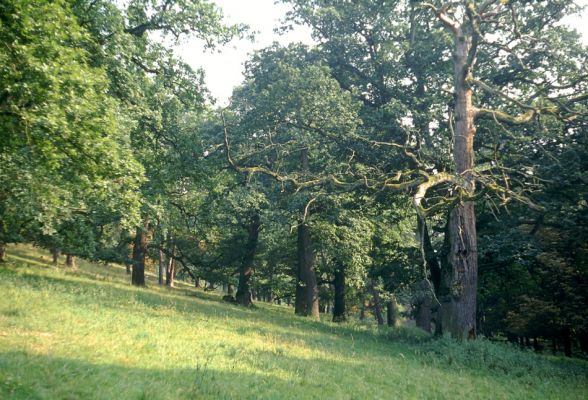 Opočno, červenec 2001
Obora v Opočně. Na tomto místě kdysi rostlo třista mohutných dubů. Dochovaný fragment tohoto lesa hostí páchníka hnědého, roháče obecného a mnoho vzácných druhů kovaříků.
Keywords: Opočno obora Lucanus cervus Osmoderma eremita Ampedus cardinalis brunnicornis Hypoganus inunctus