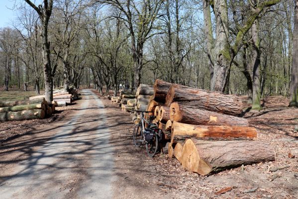 Opočno, 9.4.2020
Obora Opočno. 
Klíčová slova: Opočno obora Corticeus fraxini
