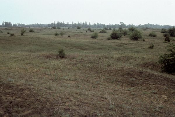 Örkény, 6.5.1987
Step na vojenském cvičišti, udržovaná vojenskými vozidly a pastvou ovcí. Biotop pískomilných kovaříků, např. Dicronychus equiseti a Cidnopus rusenae 
Keywords: Örkény Dicronychus equiseti Cidnopus rusenae