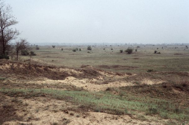 Örkény, 6.5.1987
Step na vojenském cvičišti, udržovaná vojenskými vozidly a pastvou ovcí. Biotop pískomilných kovaříků, např. Dicronychus equiseti a Cidnopus rusenae 
Schlüsselwörter: Örkény Dicronychus equiseti Cidnopus rusenae