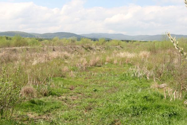 Orkucany, 21.4.2014
Bahnitý náplav Torysy - perspektivní biotop kovaříka Oedostethus tenuicornis.


Klíčová slova: Orkucany řeka Torysa