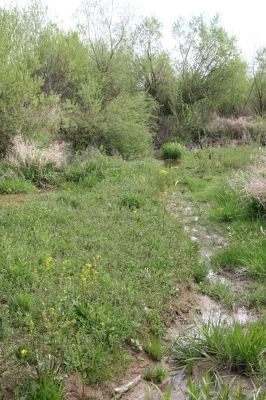 Orkucany, 21.4.2014
Bahnitý náplav Torysy - perspektivní biotop kovaříka Oedostethus tenuicornis.
Klíčová slova: Orkucany řeka Torysa