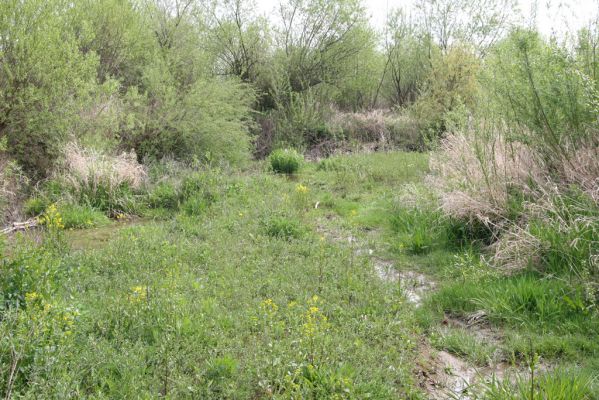 Orkucany, 21.4.2014
Bahnitý náplav Torysy - perspektivní biotop kovaříka Oedostethus tenuicornis.
Schlüsselwörter: Orkucany řeka Torysa