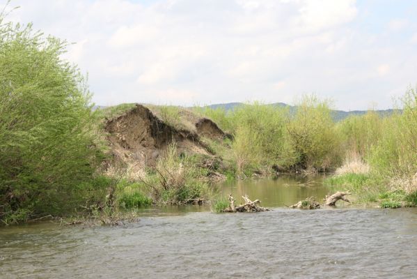 Orkucany-Šarišské Michaľany, 21.4.2014
Torysa - suté břehy u Ostrovan.
Klíčová slova: Orkucany Šarišské Michaľany řeka Torysa