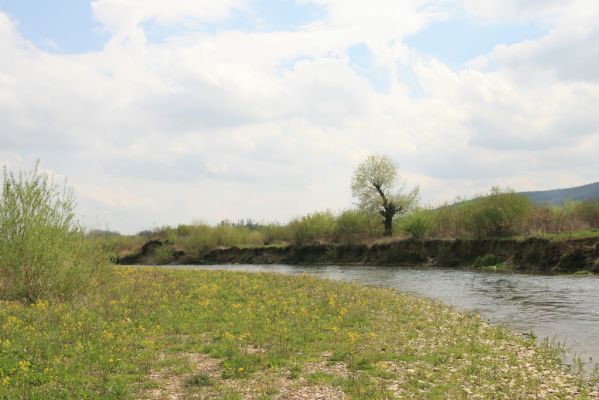 Orkucany-Šarišské Michaľany, 21.4.2014
Torysa - suté břehy u Ostrovan.


Klíčová slova: Orkucany Šarišské Michaľany řeka Torysa